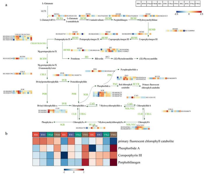 DAMs and DEGs in the chlorophyll metabolism pathway of pitaya peel.