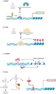Functional mechanisms of lncRNAs.
