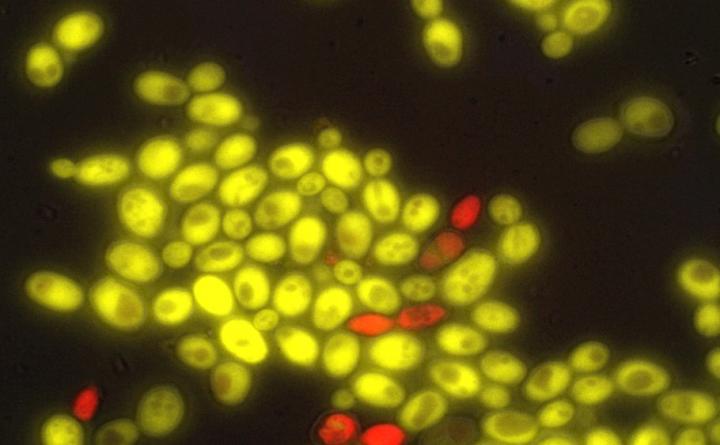 Cell-To-Cell Communication in Yeast