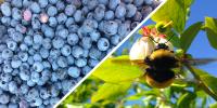Blueberries and a Bumblebee