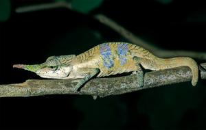 Males of the new chameleon species Calumma pinocchio