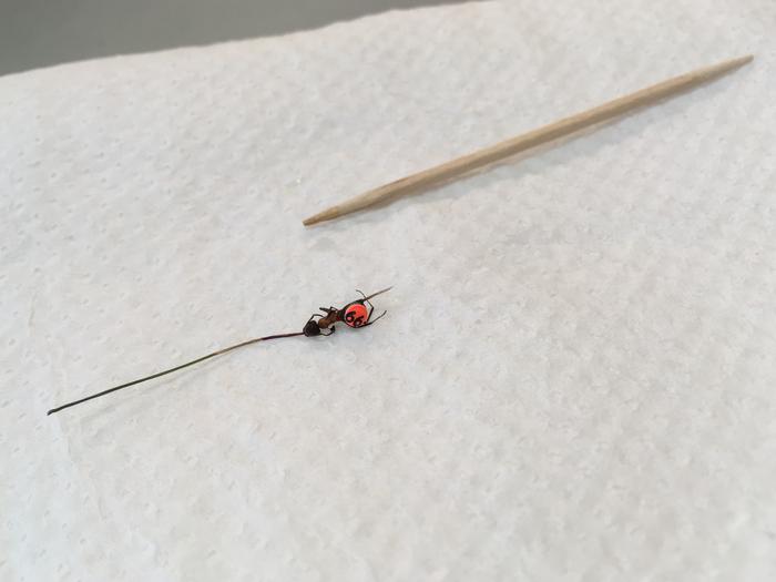 Tagged ant