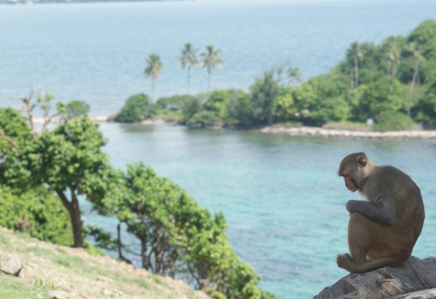 A Macaque Monkey