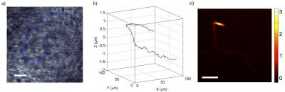 Track of a Single Sperm Cell with a Bent Tail, in 2 Dimensions