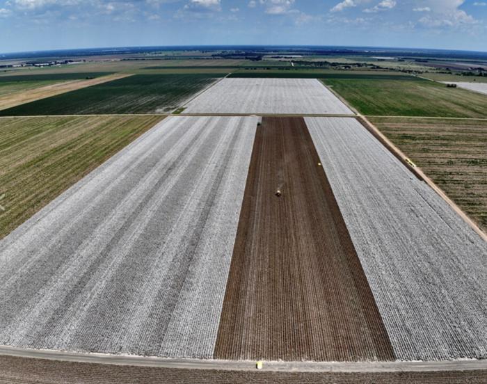 Cotton crop thrives with timely rains across the state