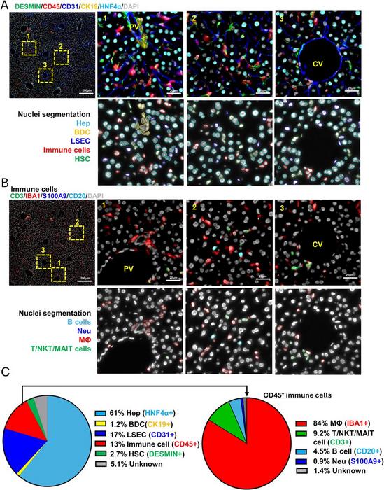 Composition of cell types in healthy mouse liver.