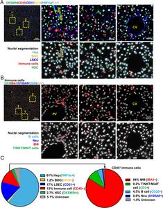 Composition of cell types in healthy mouse liver.