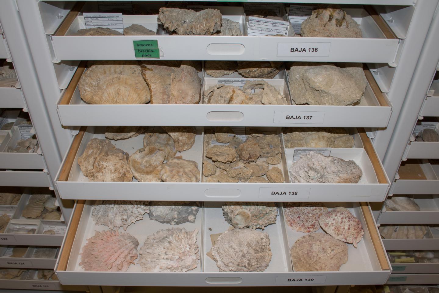 Geology Collection at the California Academy of Sciences.