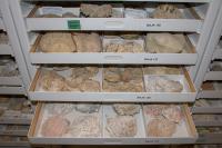 Geology Collection at the California Academy of Sciences.