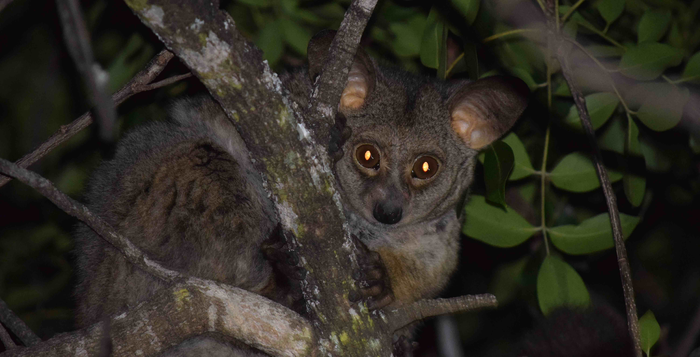 Galago in tree