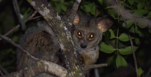 Galago in tree