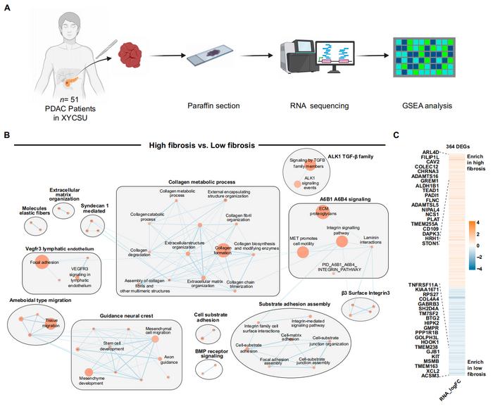 Fig 2. Fibrosis-associated differentially expressed gene profiling.