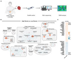 Fig 2. Fibrosis-associated differentially expressed gene profiling.