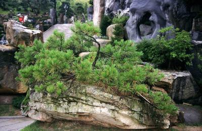 Can Plant Parables Promote Peace?