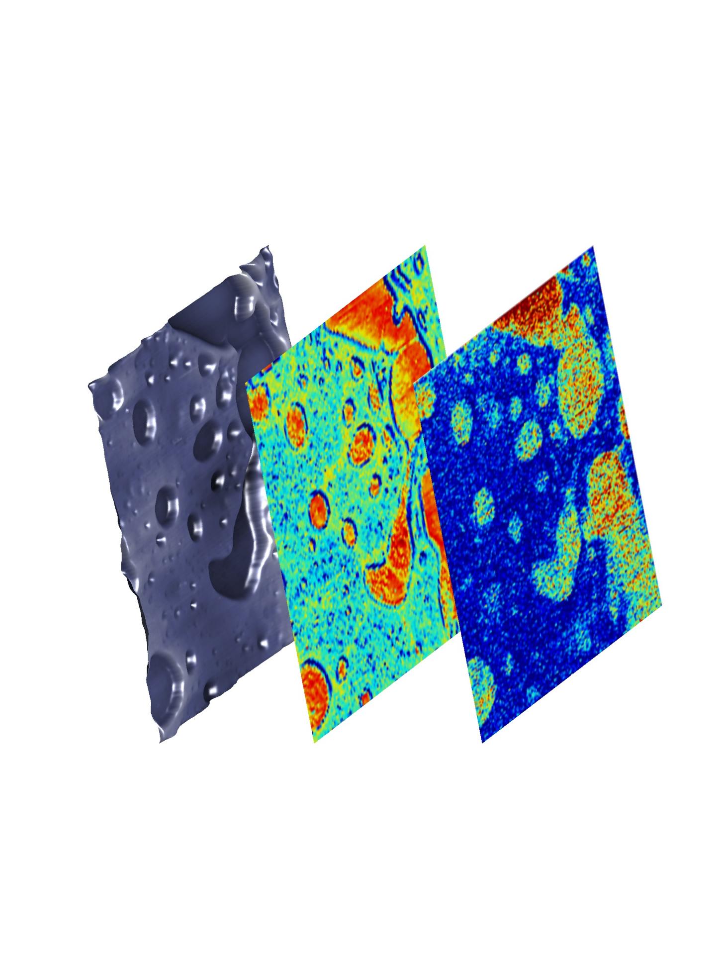 AFM-MS