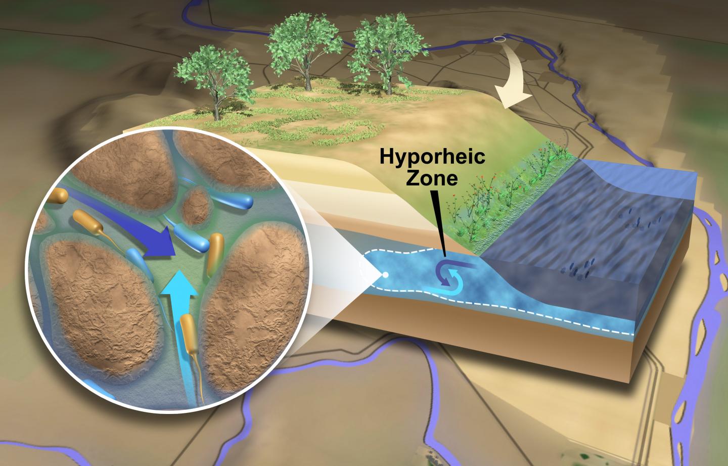 The Hyporheic Zone