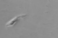 Single Stem Cell Moving