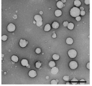 Epithelial cell lipid extract ph 6,5