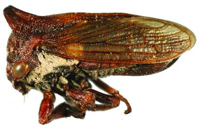 <i>Selenacentrus wallacei</i>