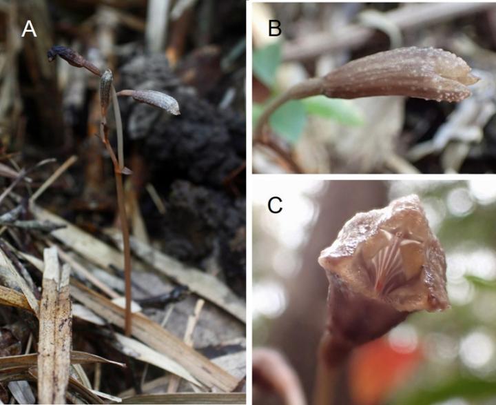 Figure 2: <i>Gastrodia okinawensis</i>