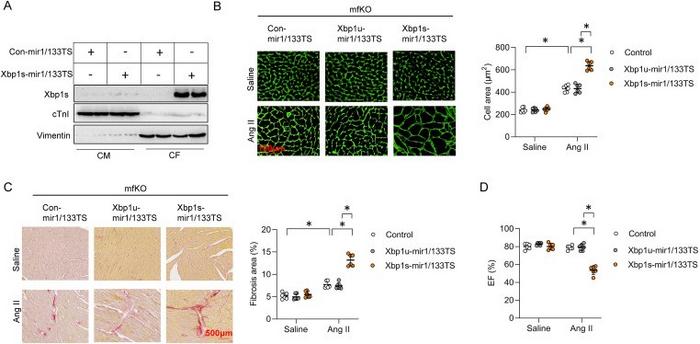 LV-Xbp1s-mir1/133TS rescued Ang II-induced cardiac remodeling in Xbp1s mfKO mice