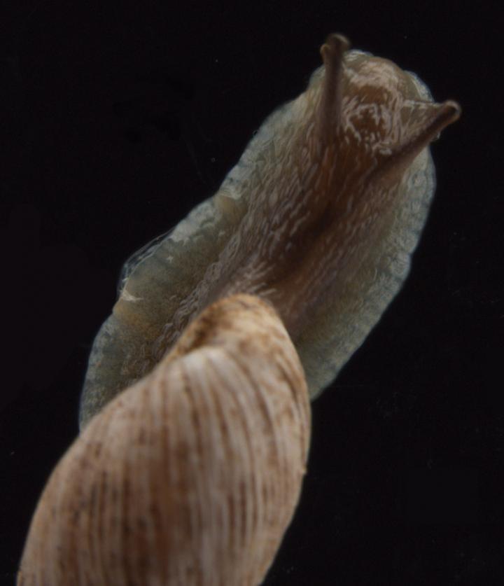 Living Land Snail 
