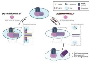 NuSAP: The “centriole bodyguard” of the cell