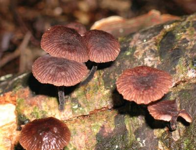 <i>Gymnopus ceraceicola</i>