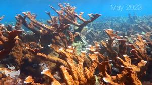 Before, during and after coral bleaching