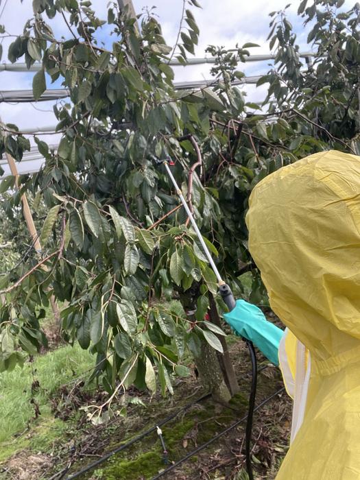 Lead researcher, Dr Wiebke Kämper, applies the treatment to sweet cherry trees during the field trial in Lower Saxony, Germany.