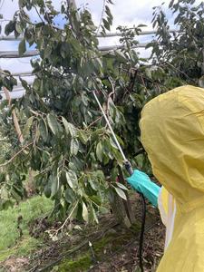 Lead researcher, Dr Wiebke Kämper, applies the treatment to sweet cherry trees during the field trial in Lower Saxony, Germany.