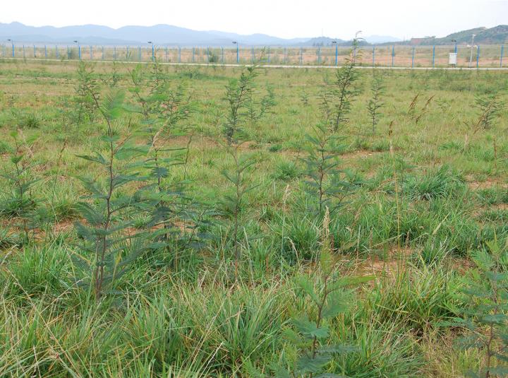 Black Wattle Trees