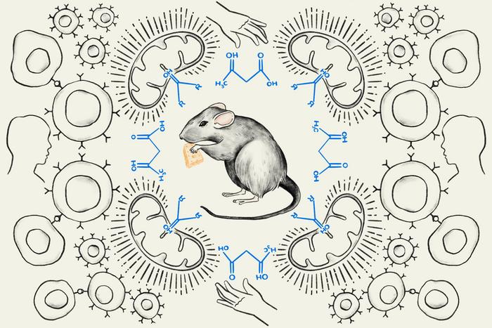 Ketone Bodies and CAR T Cell Therapy