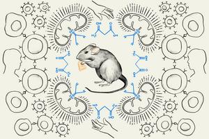 Ketone Bodies and CAR T Cell Therapy