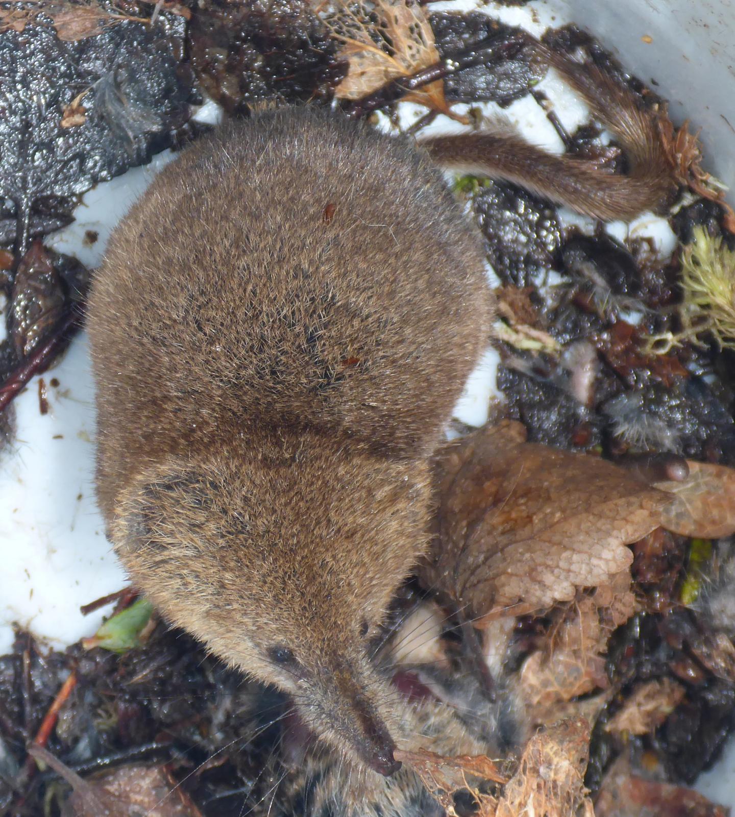 Forest-dwelling Masked Shrew