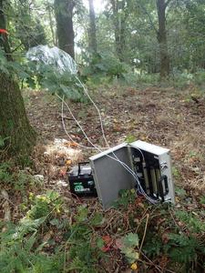 Experimental set up showing how the volatile chemicals are collected from oak trees