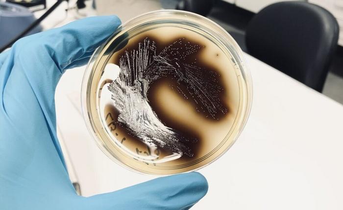 Detecting Enterococcus gut bacterium