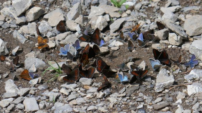 Butterflies gathering at damp areas of the ground to take up nutrients