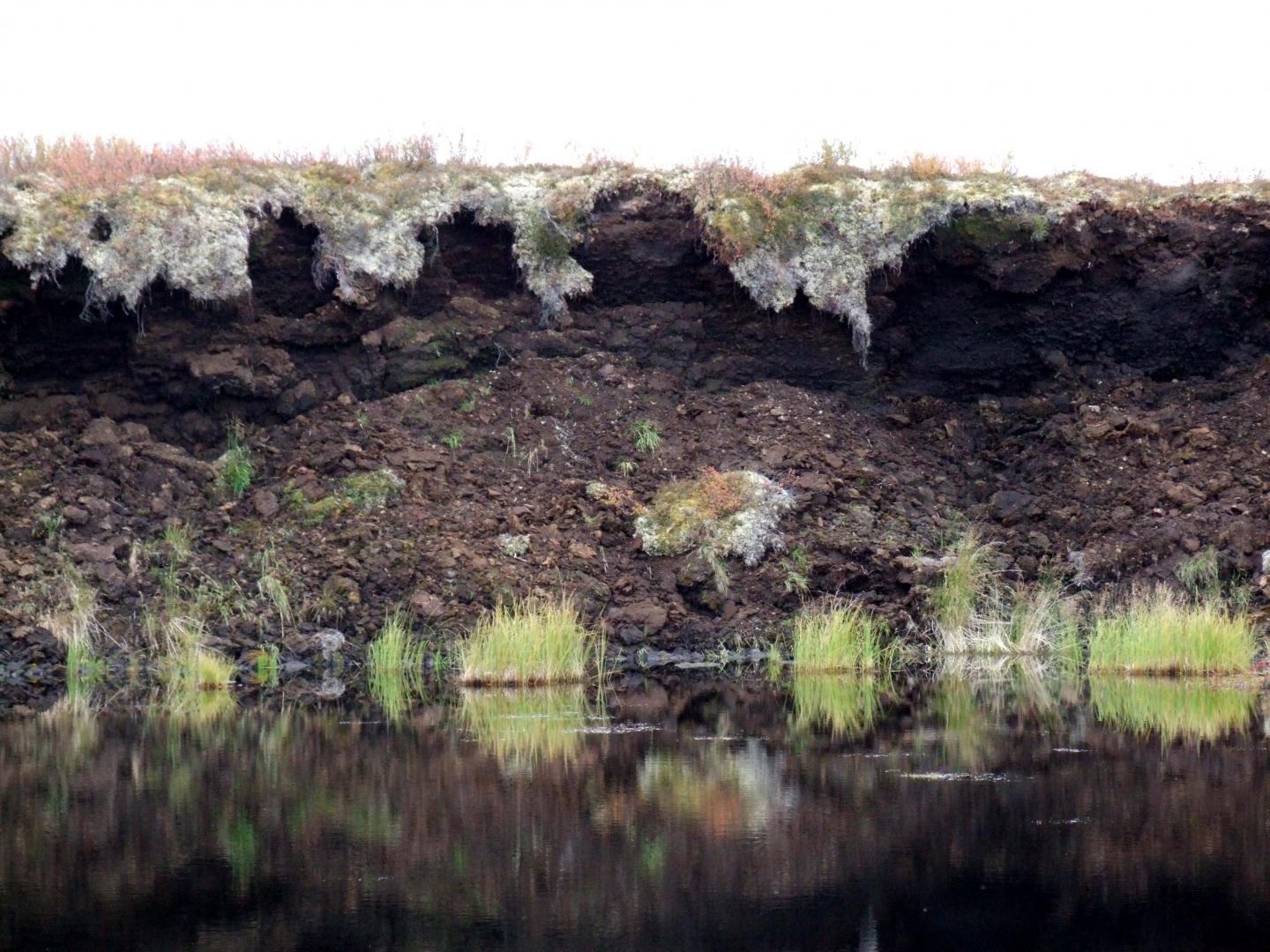 Alaskan Peatlands