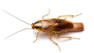 Female German cockroach