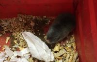 Highveld Mole-rat