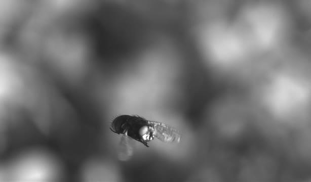 Flirting on the 'Fly' (2 of 2)