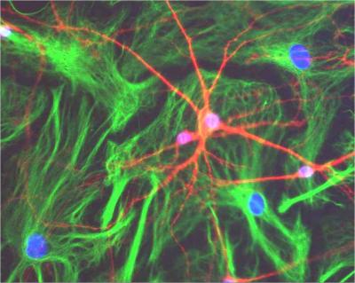 Glial Cells