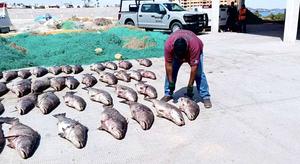 Totoaba poaching
