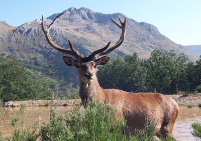 Big Game Hunting in Spain Has Increased in the Last 30 Years