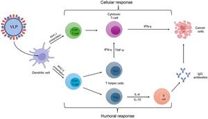VLPs-inducing immunity
