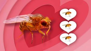 Female fruit flies become frisky after Wolbachia infection