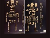 Image of Individual OL-2000-8245 and OL-2000-8246