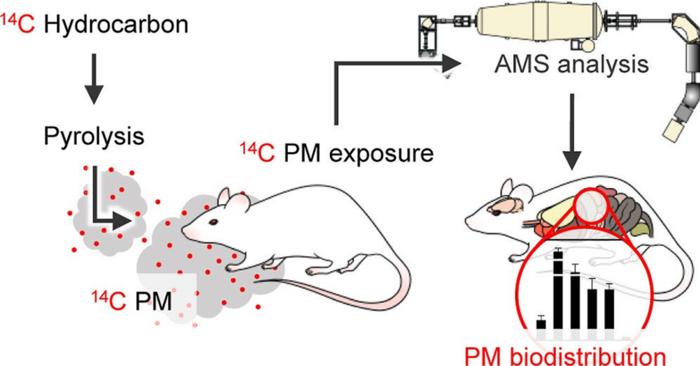[Figure 1] Experimental overview of fine particulate matter exposure and body distribution analysis