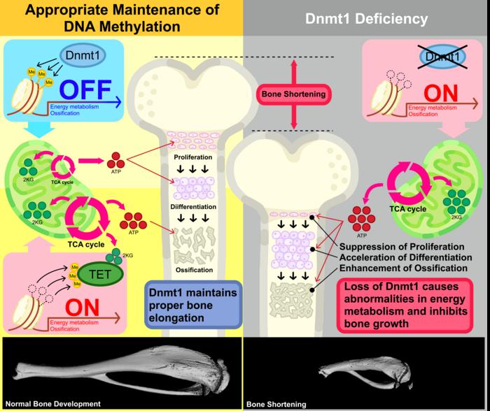 Dnmt1 regulates energy metabolism to ensure proper chondrocyte maturation and normal bone elongation.
